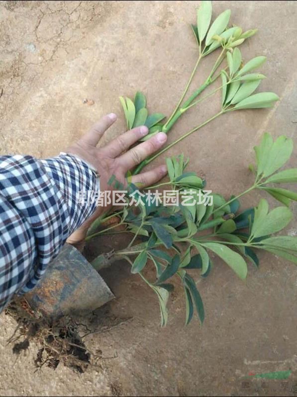 供應四川成都鴨腳木價格，鴨腳木基地批發(fā)