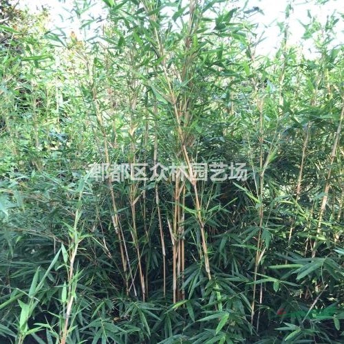 供應(yīng)四川成都琴絲竹價格，琴絲竹基地批發(fā)