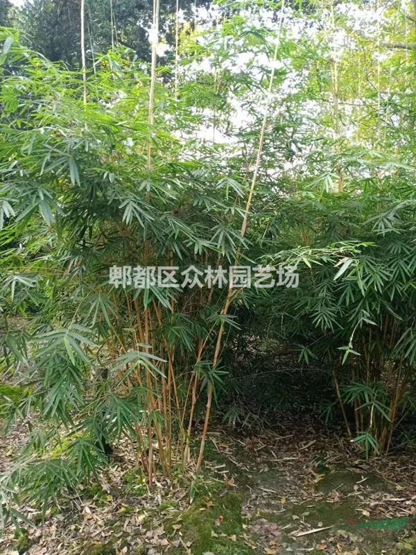 供應(yīng)四川成都琴絲竹價格，琴絲竹基地批發(fā)