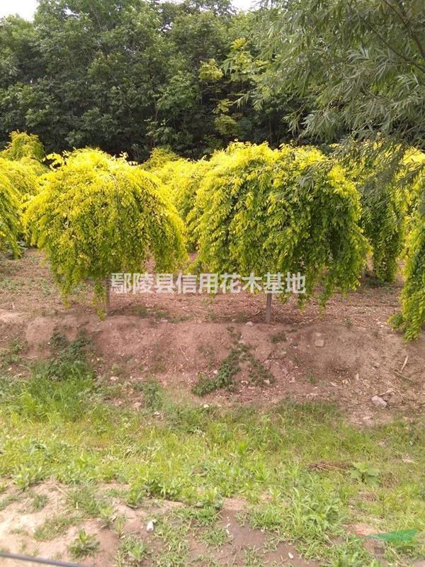 河南鄢陵金葉槐，金枝槐，金葉榆等等