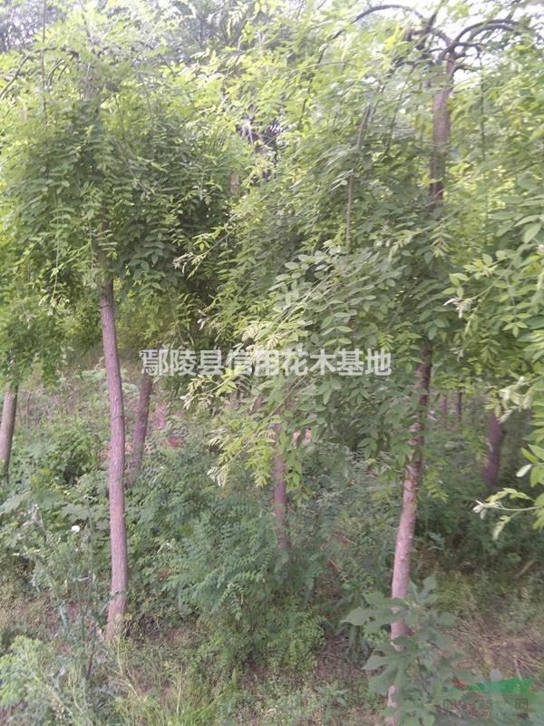 河南金葉槐，金葉榆，金枝槐，垂槐等等