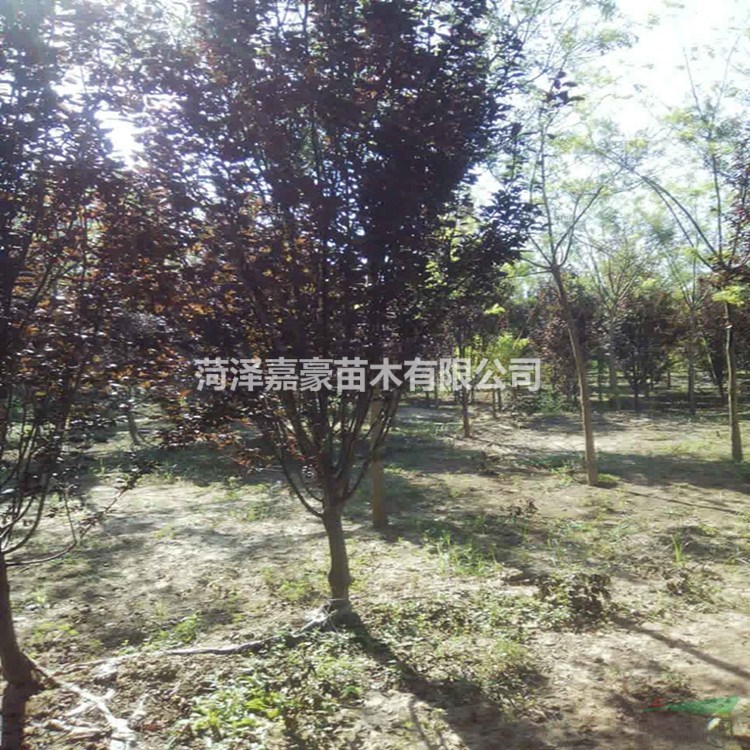 8公分紫葉李10公分紫葉李哪里有出售