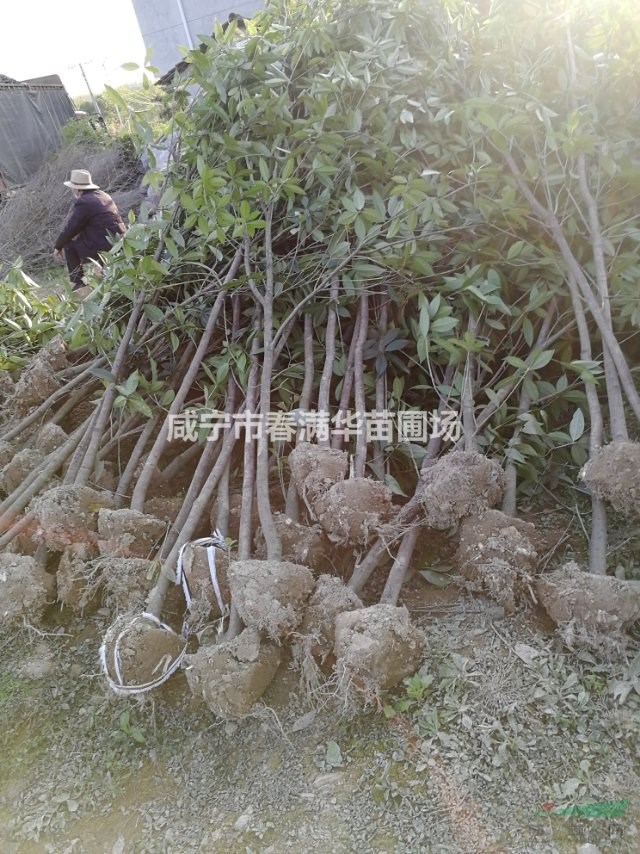 大量供應(yīng)3---10公分單桂