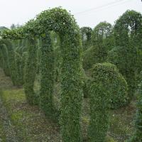 成都植物造型基地供應(yīng)小葉女貞，十二生肖市場行情