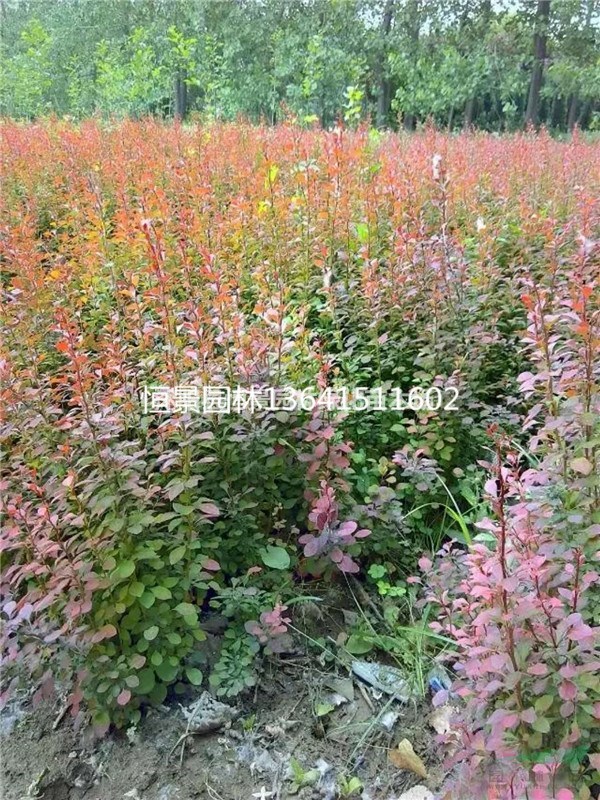 紅葉小波價格 紅葉小波產(chǎn)地 紅葉小波苗圃基地