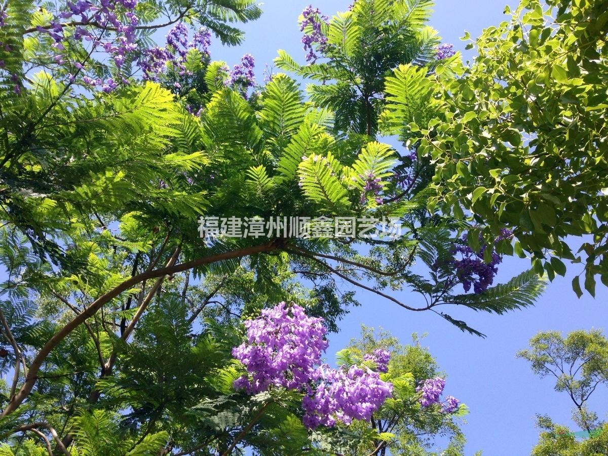 藍花楹供應(yīng)