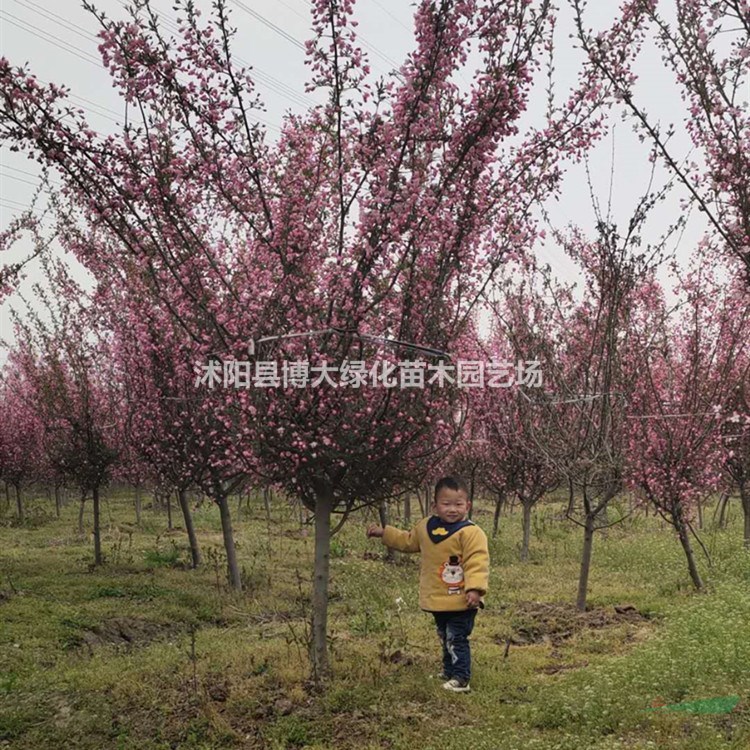 出售垂絲海棠 3-12公分垂絲海棠樹苗價格 基地直銷 量大價