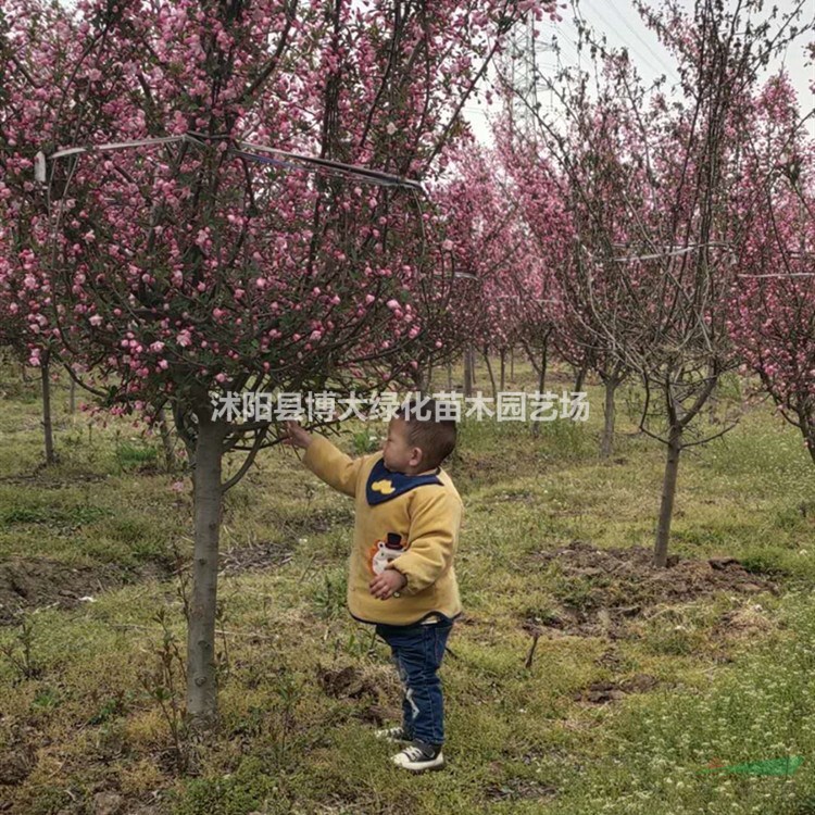 出售垂絲海棠 3-12公分垂絲海棠樹苗價格 基地直銷 量大價