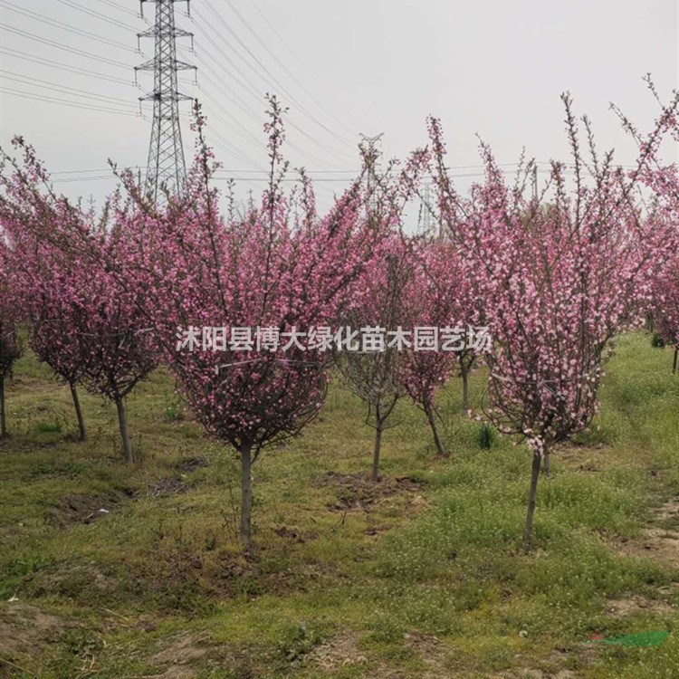 出售垂絲海棠 3-12公分垂絲海棠樹苗價格 基地直銷 量大價