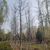 银杏胸径10-50公分北京大苗圃基地购树木市排价