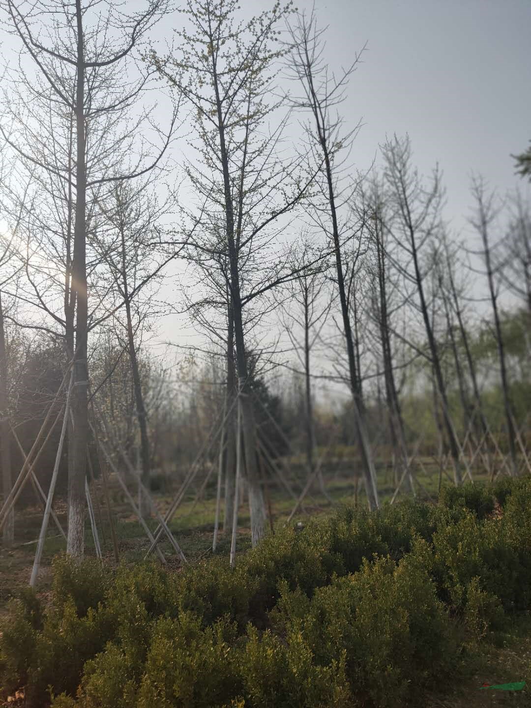 银杏胸径10-50公分北京大苗圃基地购树木市排价