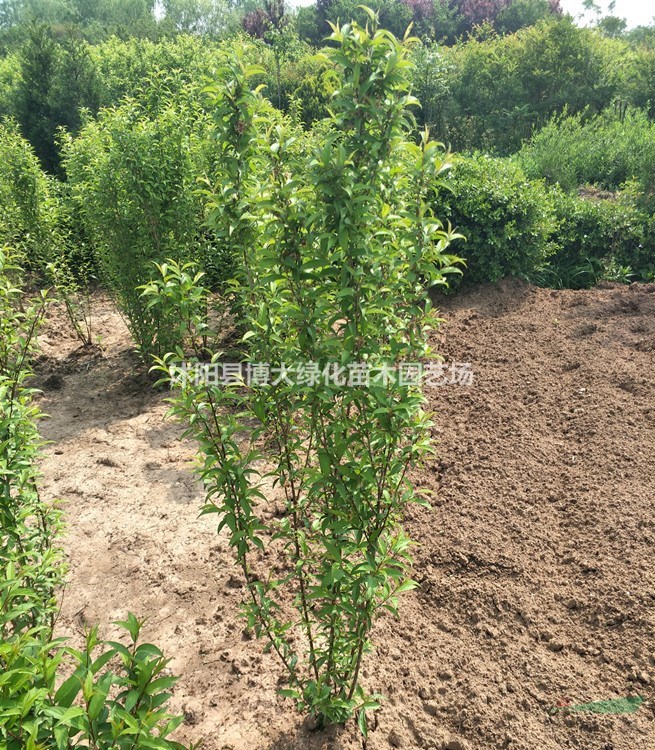 榆葉梅樹 叢生榆葉梅球冠幅50-150公分 滿天星 榆葉梅苗
