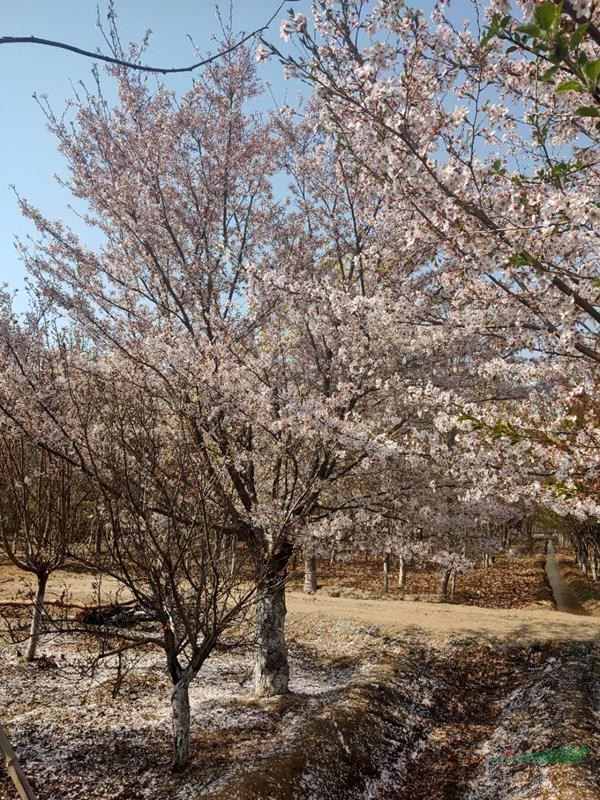 樱花地径6-25公分北京大苗圃基地购树木市排价