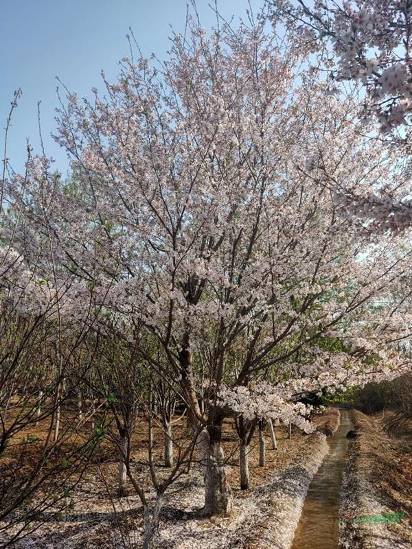 樱花地径6-25公分北京大苗圃基地购树木市排价