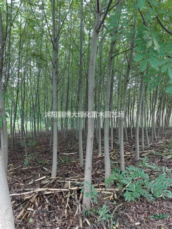 出售楓楊樹 3-20公分楓楊樹苗價格 楓楊基地 保質保量