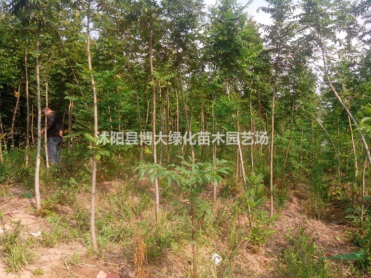 出售楓楊樹 3-20公分楓楊樹苗價格 楓楊基地 保質保量
