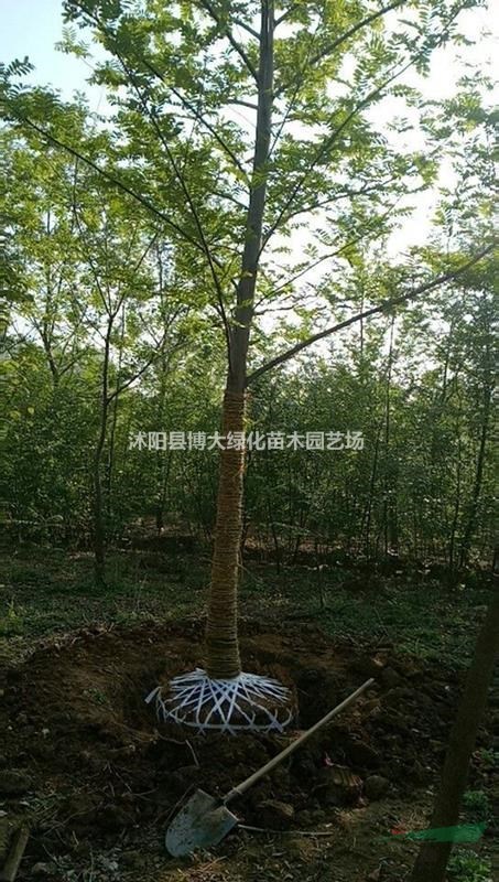 出售楓楊樹 3-20公分楓楊樹苗價格 楓楊基地 保質保量