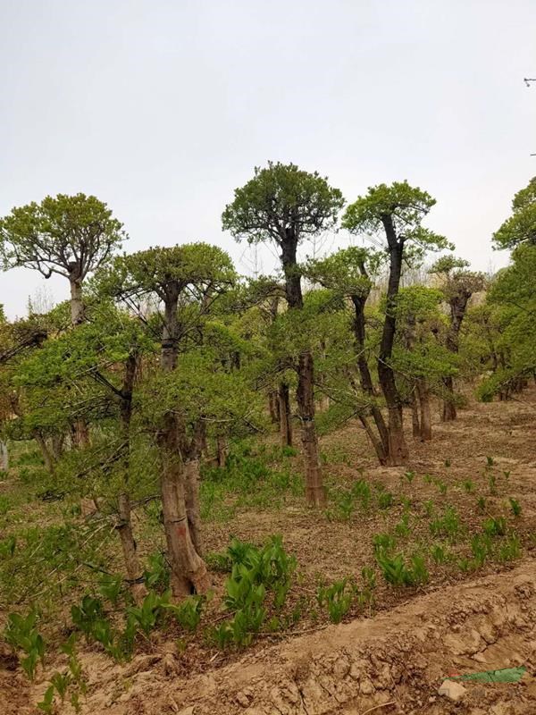 造型对节白蜡地径15-30公分北京大苗圃基地购树木市排价