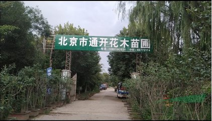 胸徑10-25公分垂柳北京大苗圃基地購樹木市排價(jià)