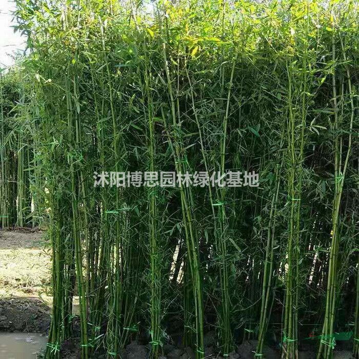 竹子基地，出售各种规格竹子，品种齐全