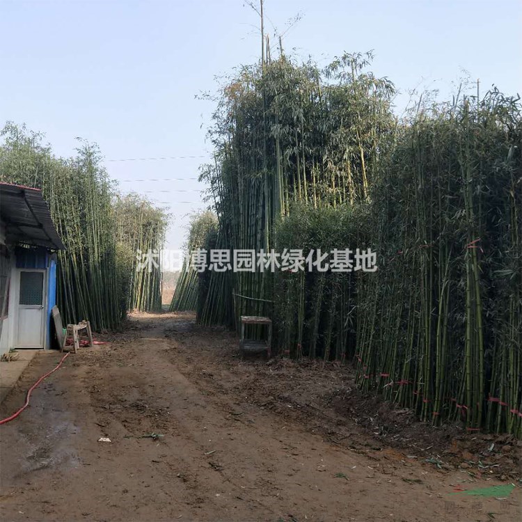 竹子基地，出售各种规格竹子，品种齐全