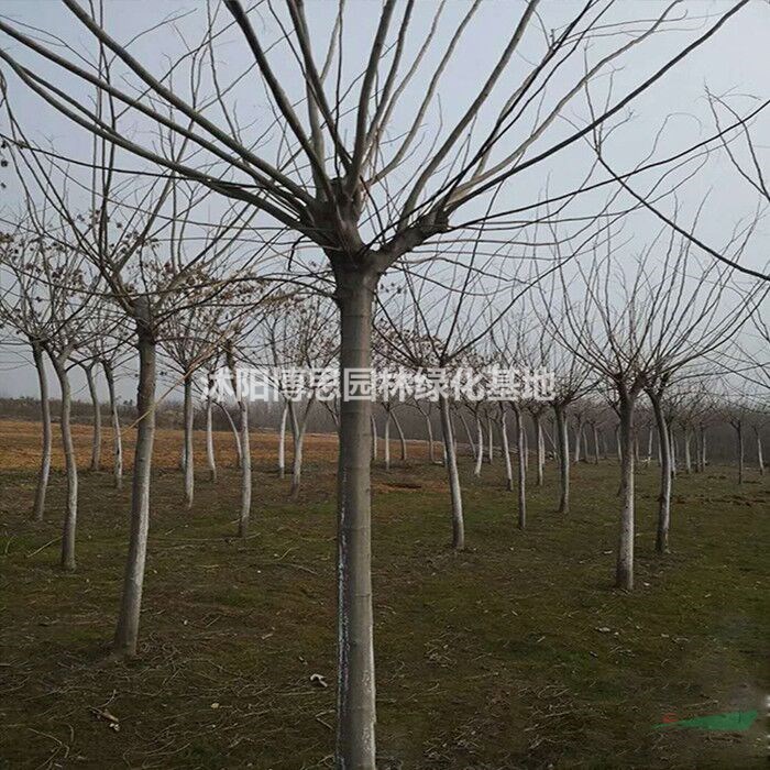 合歡批發(fā)，各種合歡規(guī)格，合歡基地