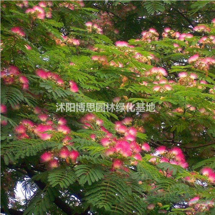 合歡批發(fā)，各種合歡規(guī)格，合歡基地