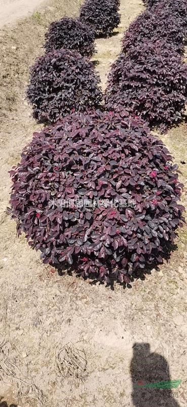 出售各種規(guī)格紅花繼木球，紅花繼木批發(fā)，實(shí)惠紅花繼木