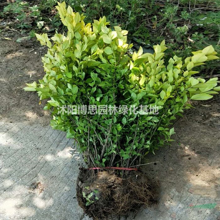 出售精品各種金葉女貞苗，金葉女貞批發(fā)，金葉女貞直銷基地，