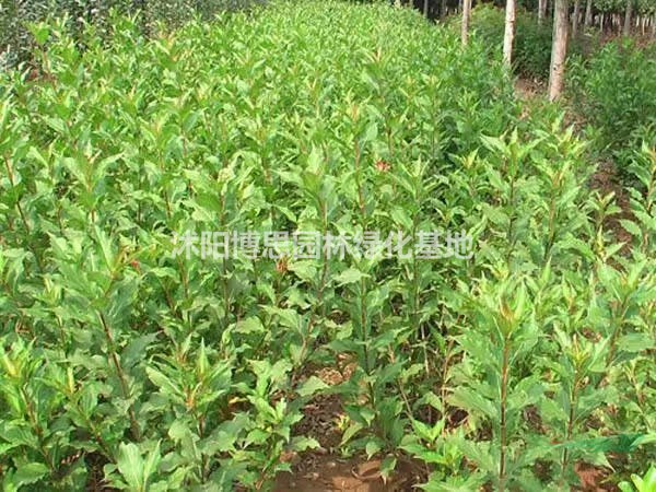 王子錦帶批發(fā)，王子錦帶基地直銷，王子錦帶價格美麗