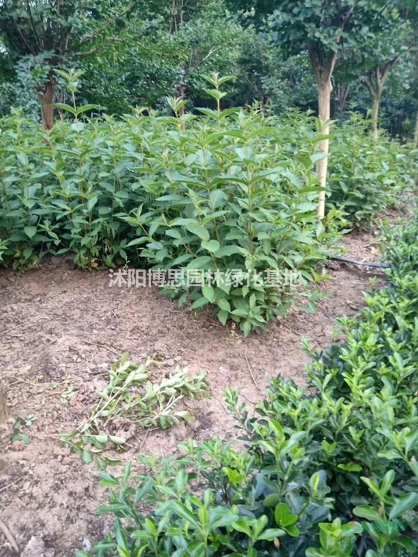 王子錦帶批發(fā)，王子錦帶基地直銷，王子錦帶價格美麗