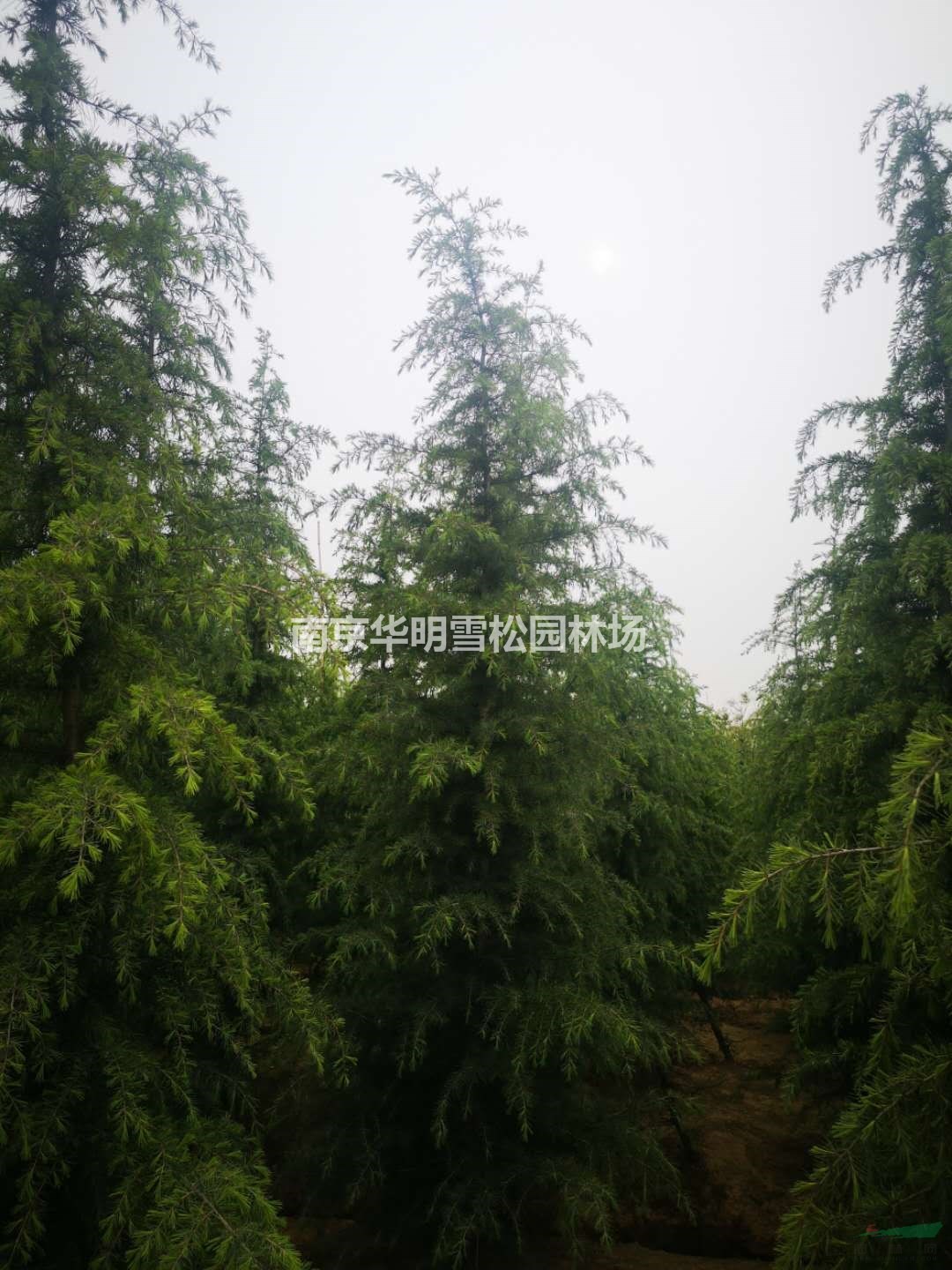 优惠供应2米雪松，3米雪松，4米雪松，5米雪松，6米雪松