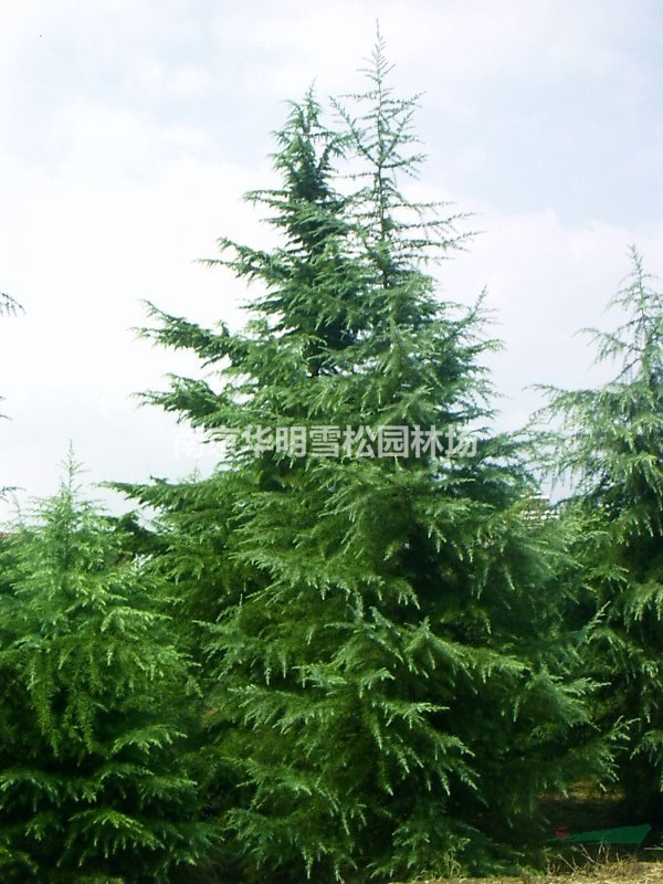 优惠供应2米雪松，3米雪松，4米雪松，5米雪松，6米雪松