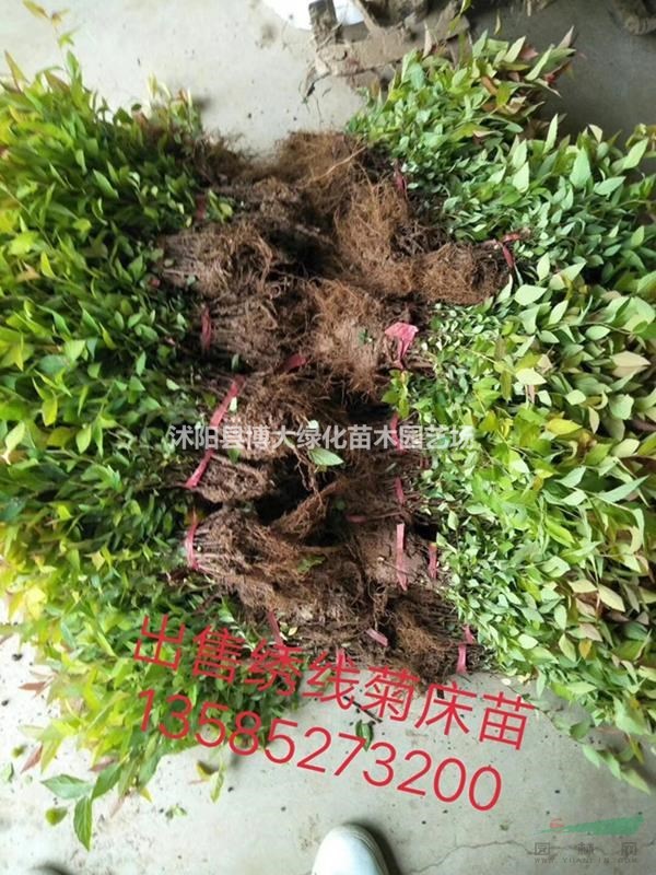 繡線菊小苗批發供應 綠化小苗 床苗 金焰繡線菊 金山繡線菊