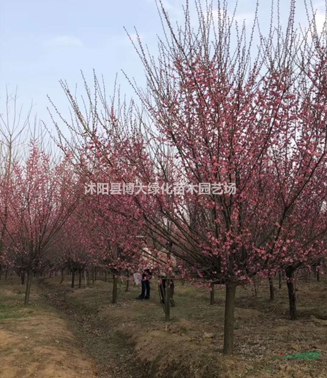 供應紅梅樹 8公分紅梅樹苗價格 綠梅樹苗 各種梅花基地
