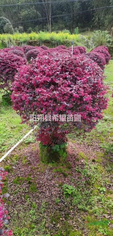 紅花繼木