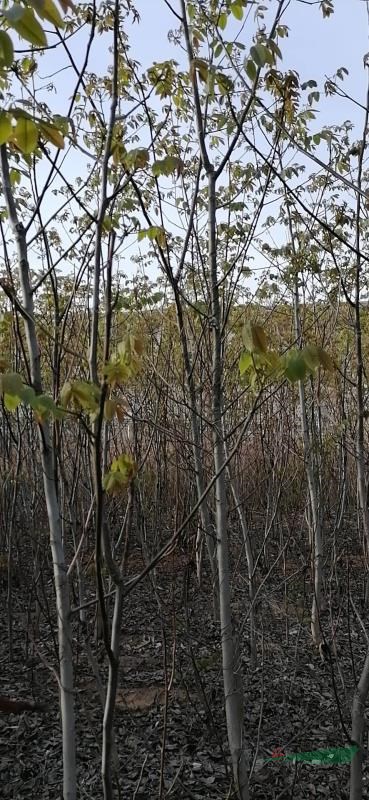 哪里核桃樹便宜，山西核桃樹價格，3公分核桃樹價格