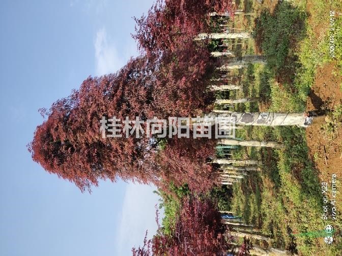 羽毛楓