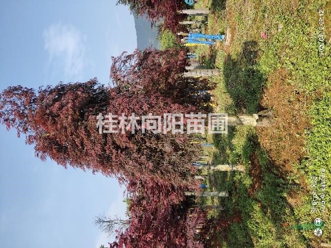 羽毛楓