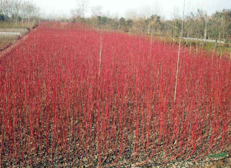 连翘3-6条红瑞木3-6条珍珠梅3-6条北京大苗圃基地