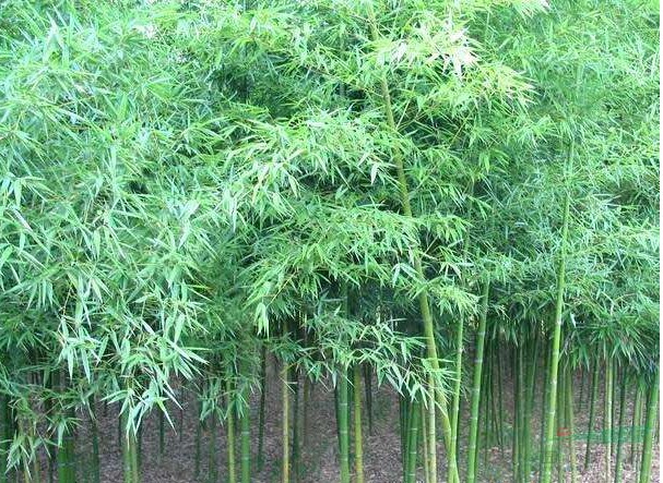 刚竹高2.5-5米黄竹高2-6米北京大苗圃基地购树木市排价
