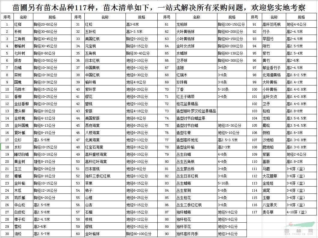 叢生三季紅紅楓3-6條 獨(dú)桿蠟梅地徑5-8公分北京大苗圃基地