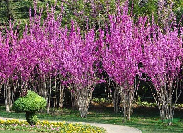 丛生紫荆5-8条丛生桂花3-6条北京大苗圃基地购树木市排价