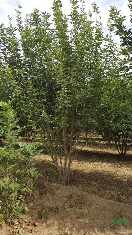 造型金叶榆高2-3米丛生白蜡4-8条 北京大苗圃基地