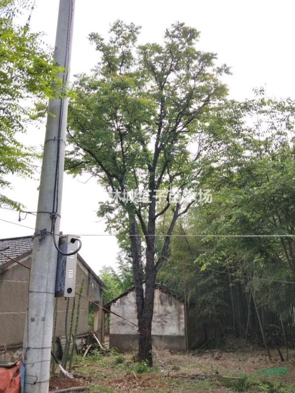 长兴48公分香椿树