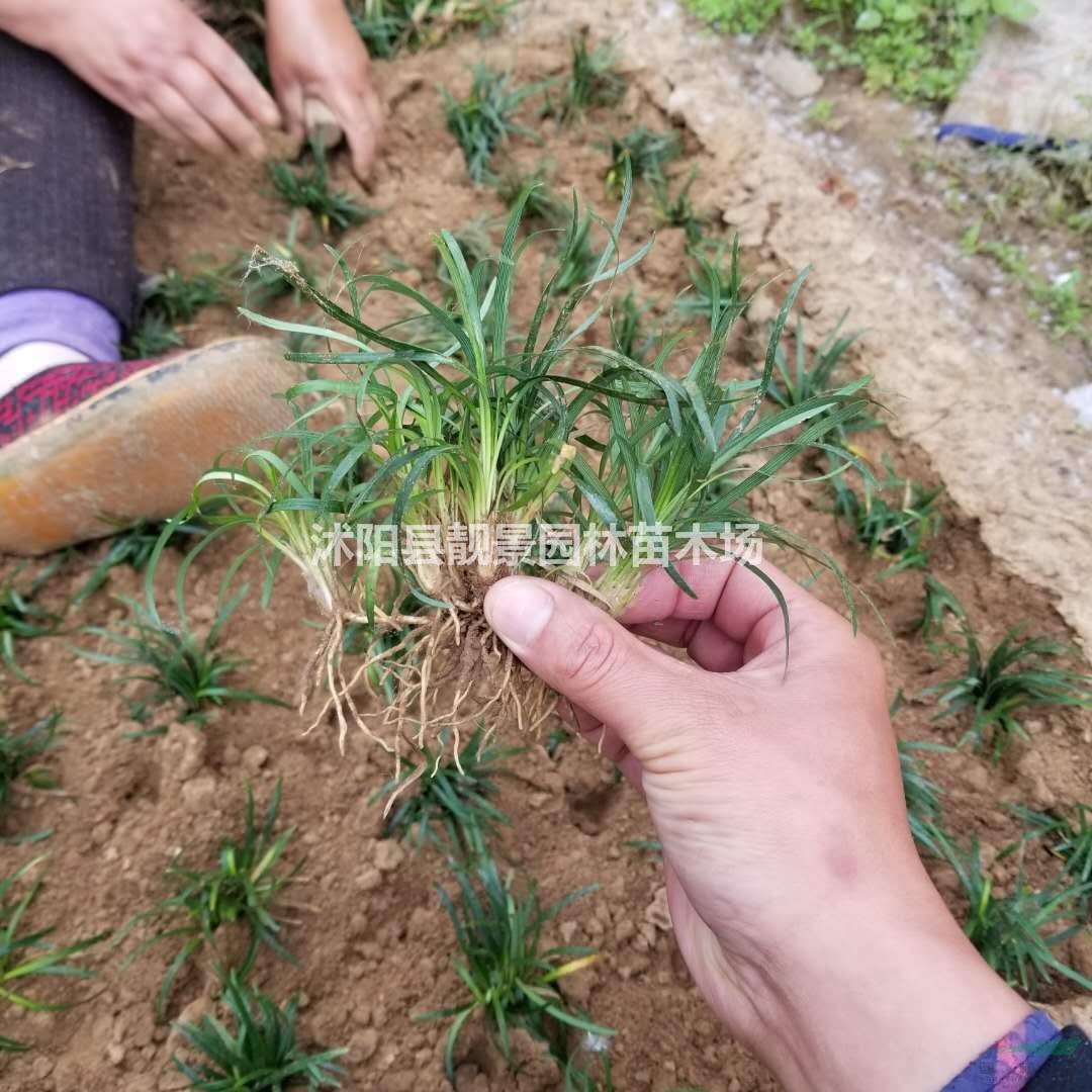 日本矮麦冬草3元一市斤