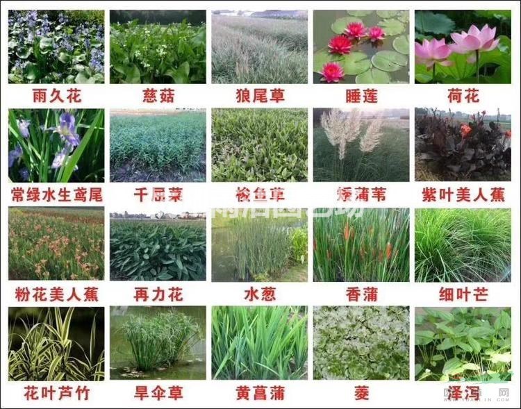 雨潔水生植物基地供應(yīng) 再力花 浙江再力花價(jià)格 水生植物再力花