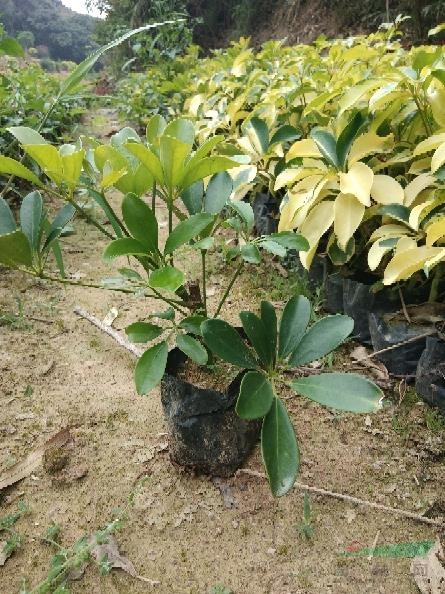 鴨腳木 鵝掌柴