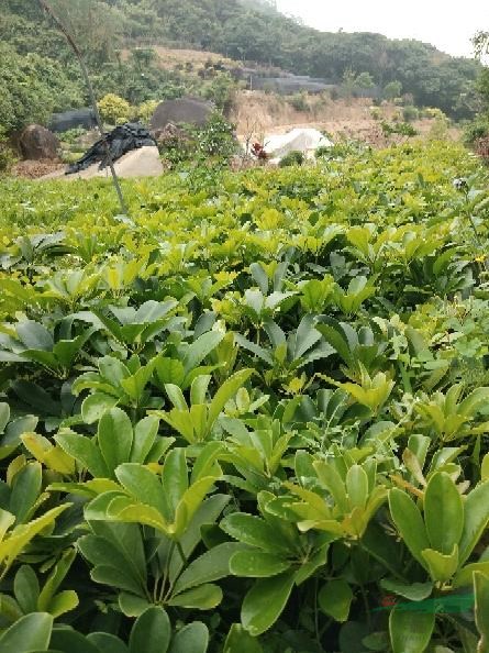 鴨腳木 鵝掌柴
