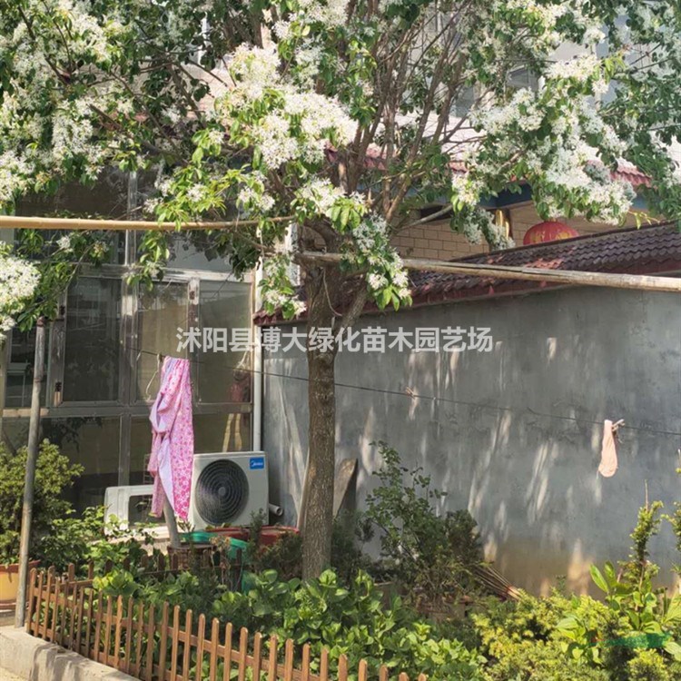 流蘇 2-20公分流蘇樹苗 流蘇樹價格 品質好 基地直銷